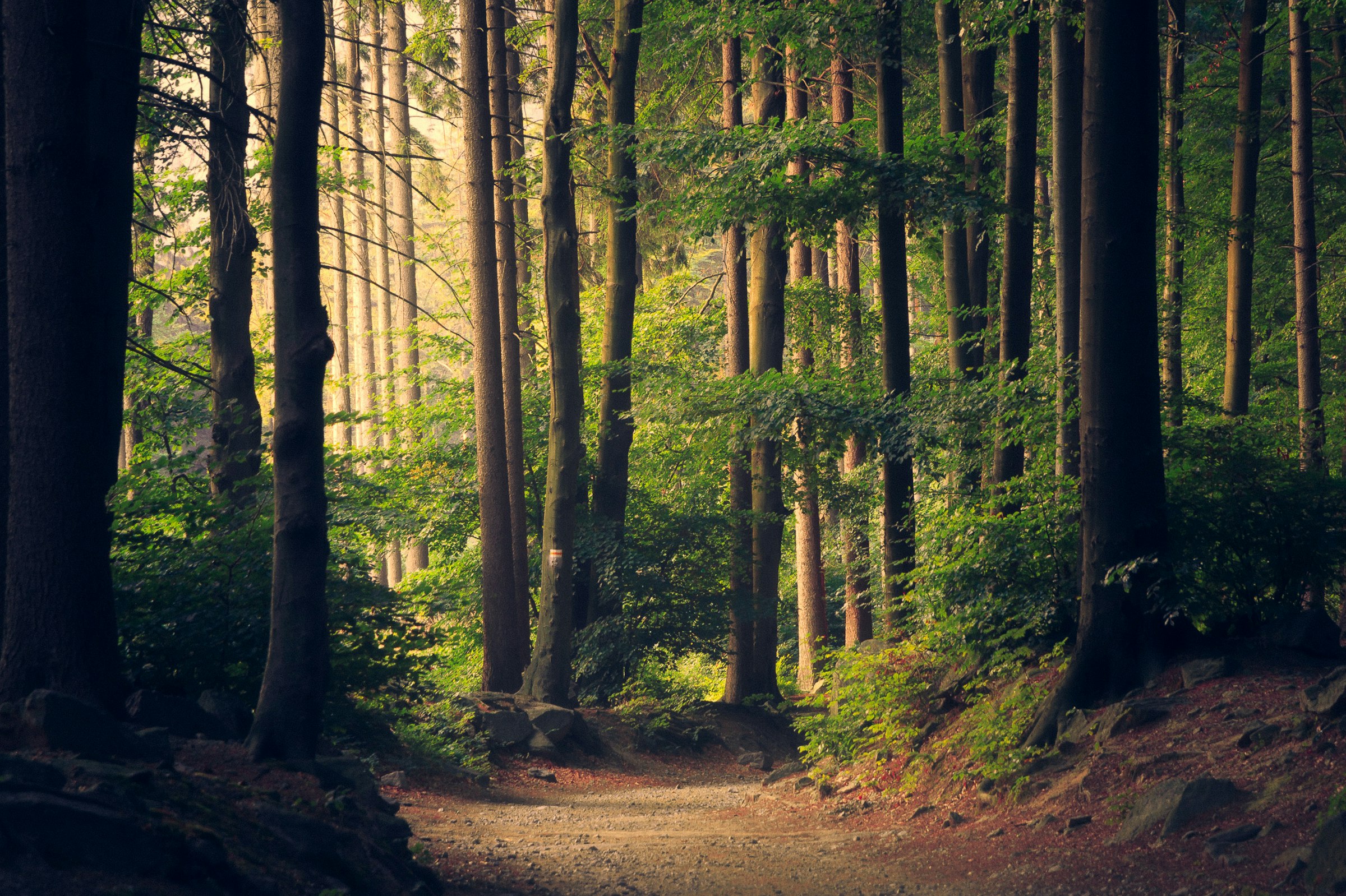 Sunlit green forest path